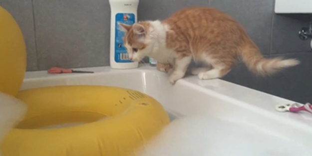 Kedinin deniz simidi ile imtihanı böyle görüntülendi