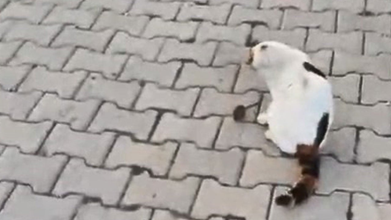 Kedinin fareyle oyunu görenleri gülümsetti