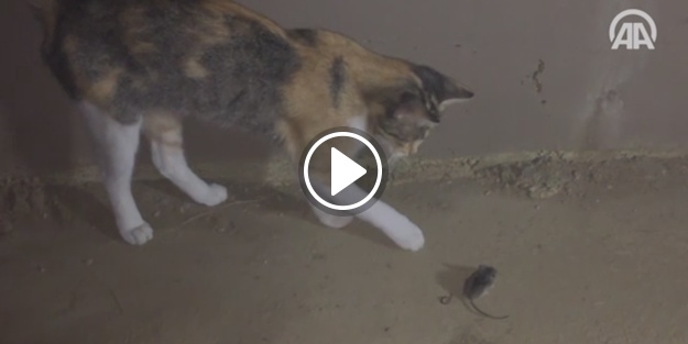 Kedinin fareyle oyunu