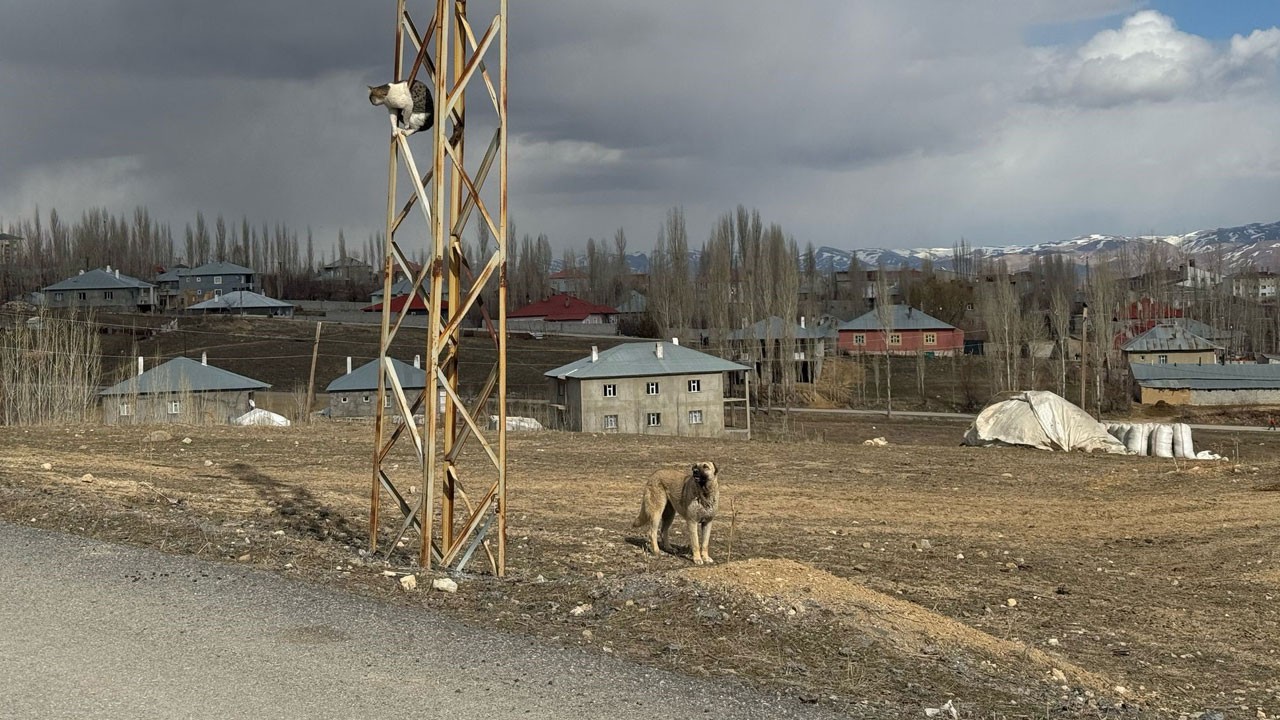 Kedinin hayatta kalma savaşı!