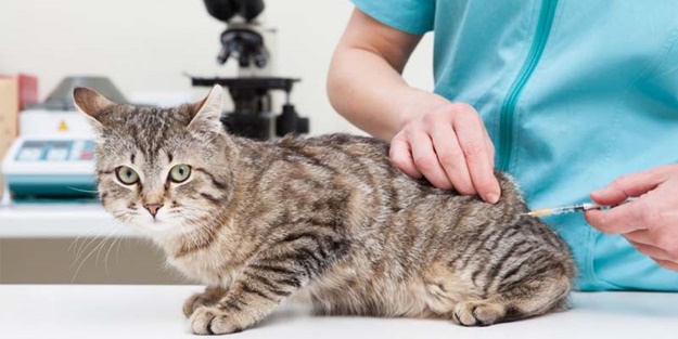 Kedinin ısırdığı veteriner hekim kuduz aşısı bulamadı iddiası!