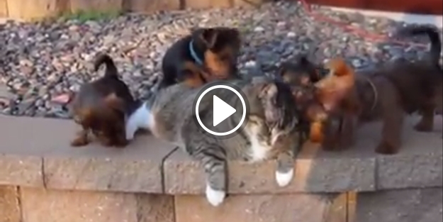 Kedinin ısırılmadık yeri kalmadı...