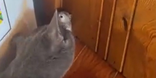 Kedinin köşeye sıkıştırdığı farenin şaşırtan çığlıkları!