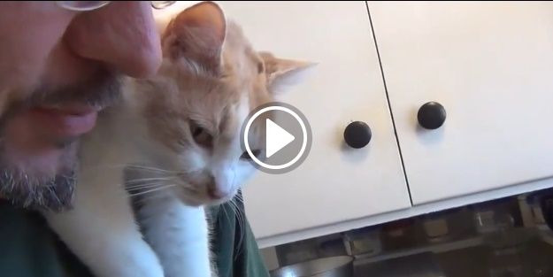 Kedinin sahibine sevgisine çok şaşıracaksınız!