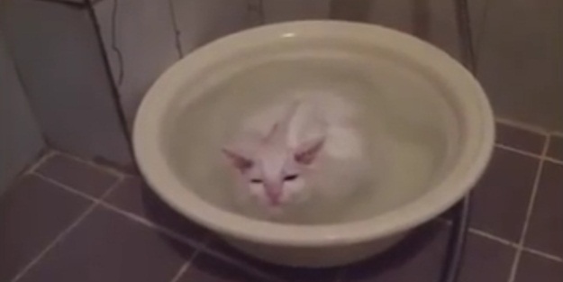 Kedinin su keyfi - VIDEO