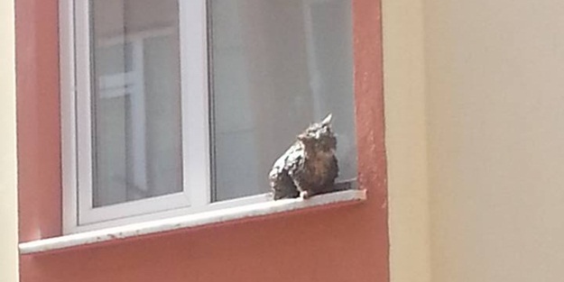 Kedinin üzerine beton döküldü