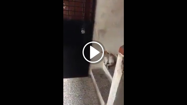 Kedinin yaptıkları herkesi şaşkına çevirdi