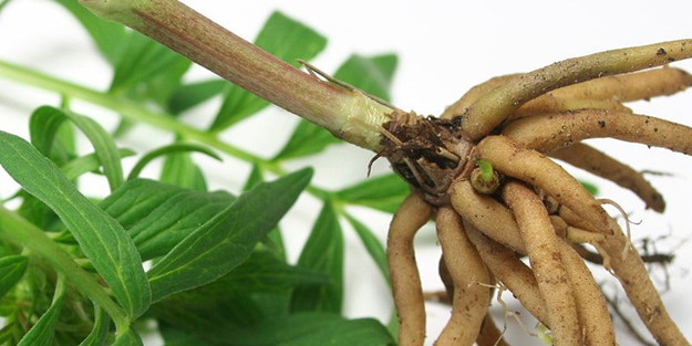 Kediotu strese, psikolojiye, uykusuzluğa iyi geliyor