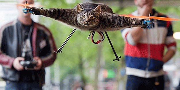 Kedisini drone yapan adam, şimdi de inekle helikopter yapacak