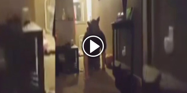 Kediye öyle bir şaka yaptı ki!