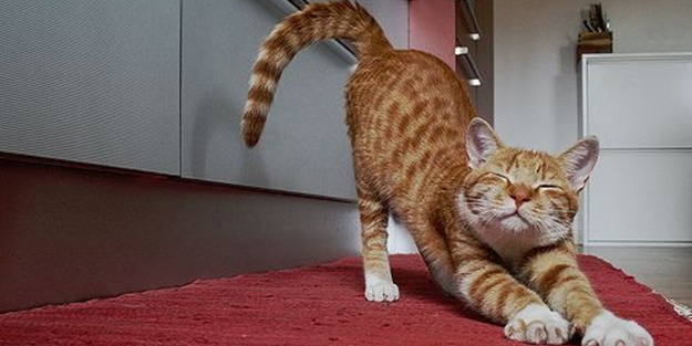 Kediye sahibinden koronavirüs bulaştı!