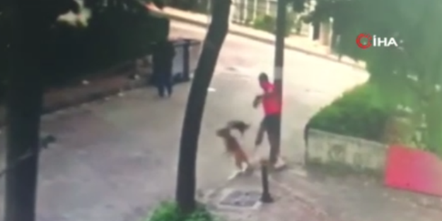 Kediye saldıran köpek neye uğradığını şaşırdı!