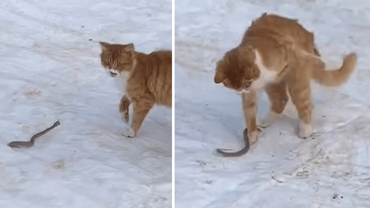 Kediye saldıran yavru yılan tokat manyağı oldu