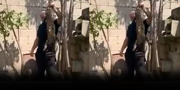 Bunu yapan insan olamaz! /VİDEO