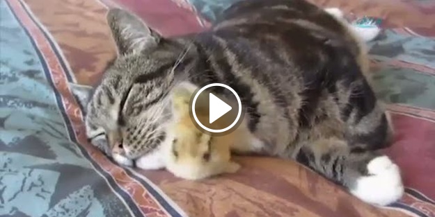 Kediyi annesi sanıyor!