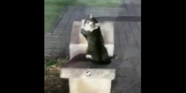 Kediyi böyle buldu! Bakın ne için bekliyor