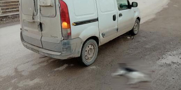 Kediyi ezip kaçtı!
