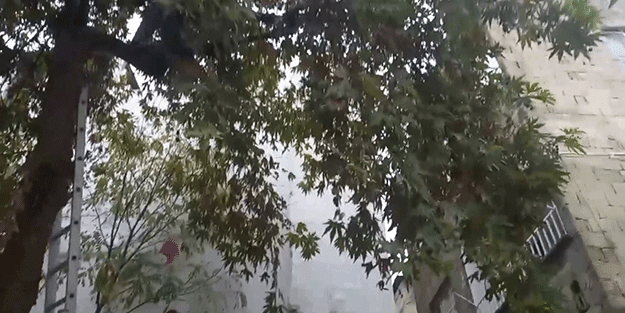 Kediyi kurtarayım derken ağaçtan düşürdüler