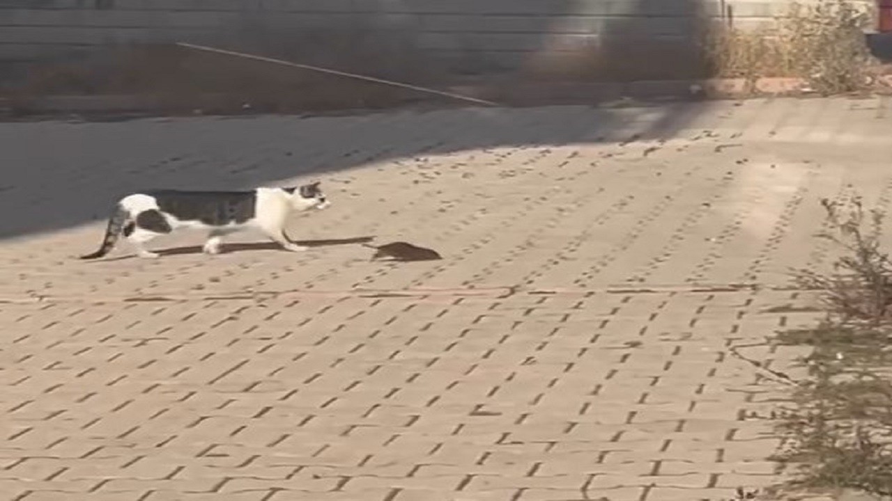Kediyi pes ettiren cüsseli fare!