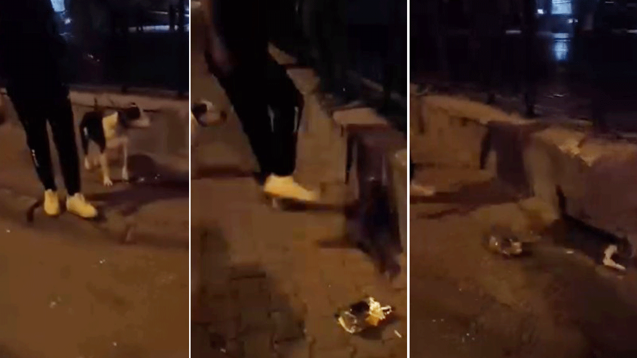 Kediyi tekmelediği görüntüleri büyük tepki çekmişti: O vicdansız tutuklandı