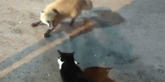 Kediyle tilkinin yemek mücadelesi yüzlerde tebessüm oluşturdu