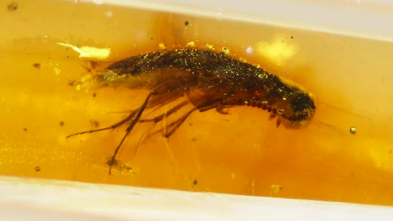 Kehribarda 112 milyon yıllık böcekler bulundu!