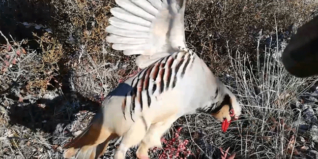 Kekliği düz ovada avladılar! 63 bin lira ceza yediler