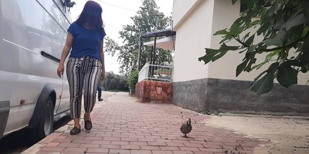 Kekliğin sahibine olan aşkı görenleri şaşırtıyor