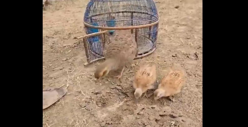 Keklik ailesinin kene savunması sosyal medyada viral oldu