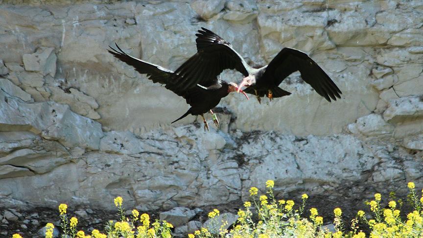 Kelaynakların göçü de Suriye'deki savaşa takıldı