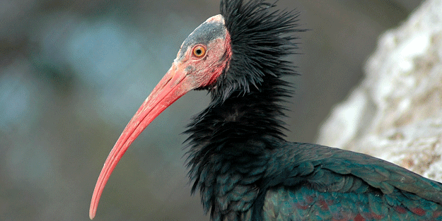 Kelaynakların Suriye'ye geçişi yasaklandı