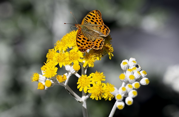 Kelebekler güzellikleriyle hayran bıraktı