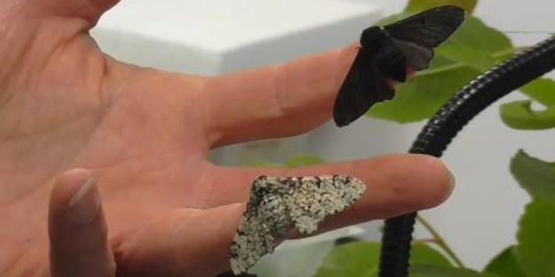 Sanayi devriminin ardından kelebekler renk değiştirdi!