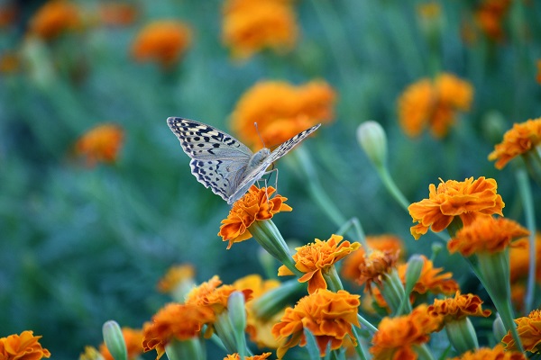 Kelebekler son günlerini yaşıyor