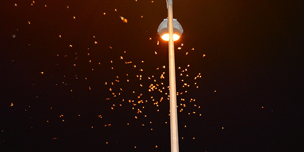 'Kelebeklerin ölüm dansı' Ardahan'da görüntülendi!