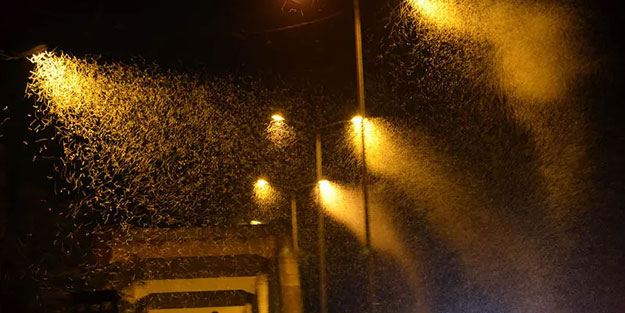 Kelebeklerin ölüm dansı