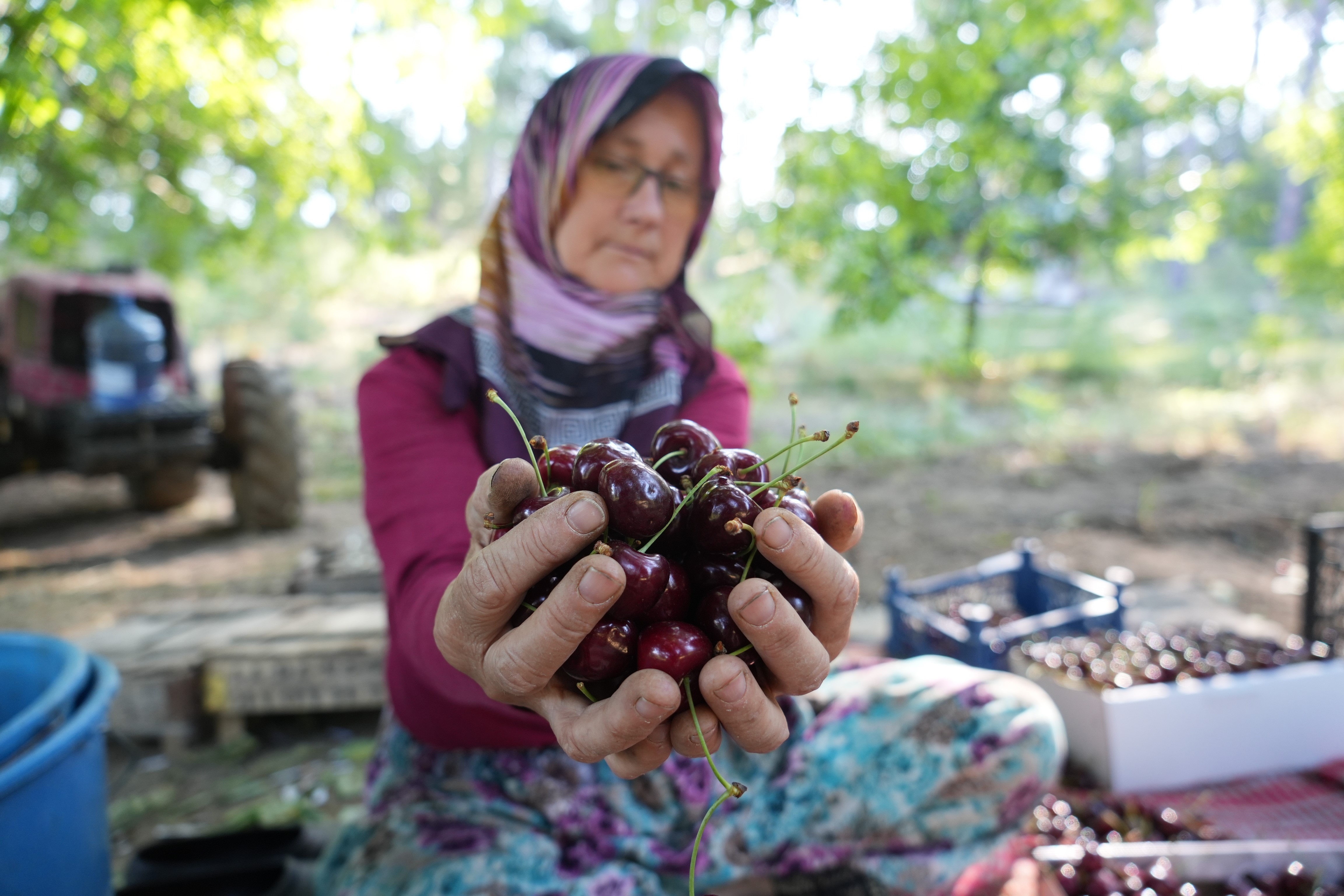 Keles kirazında 22 bin ton rekolte bekleniyor! Son hasat yüzleri güldürdü