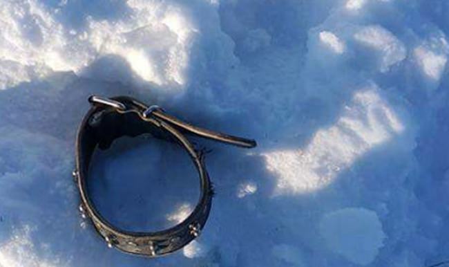 Şehre inen aç kurtlar 3 köpeği parçalayarak yedi