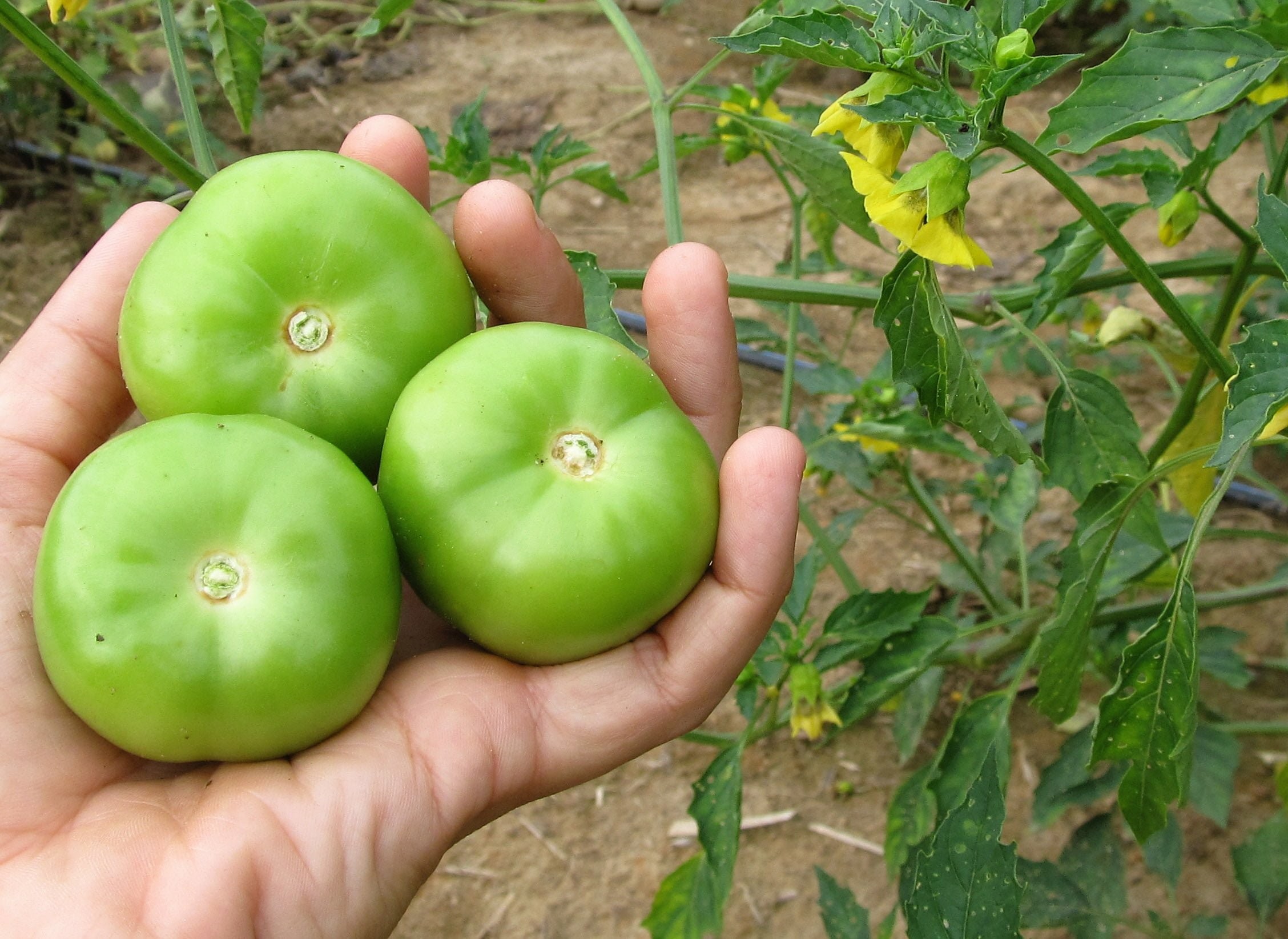 Kelliğe derman olan tek yiyecek tomatillo! Herkes çılgınlar gibi siparişi verdi, siz de satın alın! Muhteşem deneyin