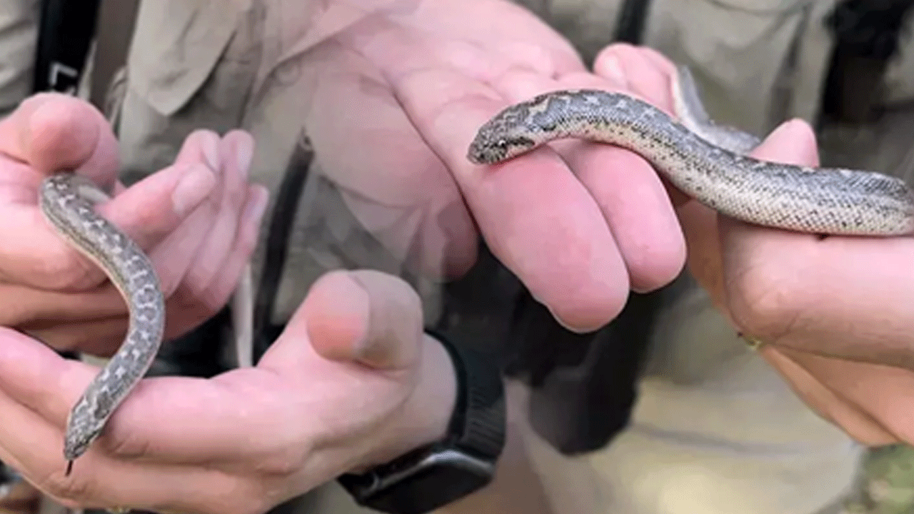 Kemah’ta karşılaştı, üniversiteye ulaştırdı! Yürüyüş sırasında şaşırtan sürüngen