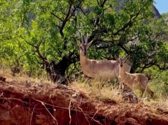 Kemaliye’de anne ve yavru dağ keçisi kameralara yakalandı