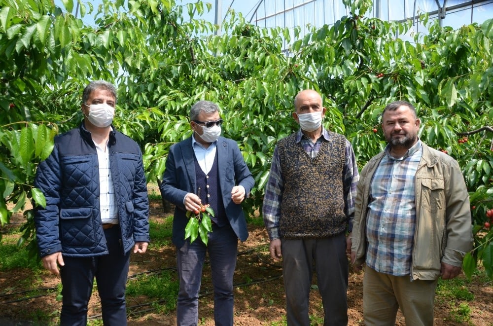 Kemalpaşa’nın meşhur kirazına sayılı günler kaldı 