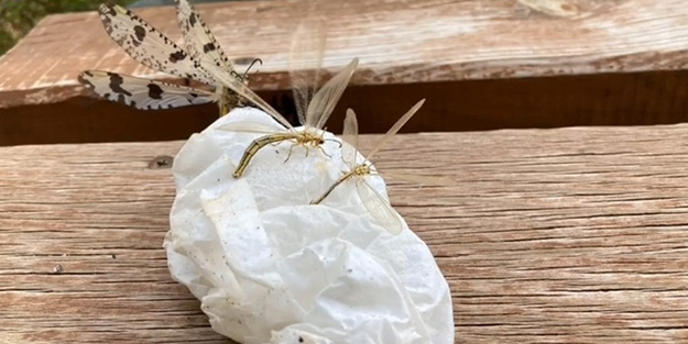 Kemer'de izinsiz böcek yakalayan Rus vatandaşına ceza!