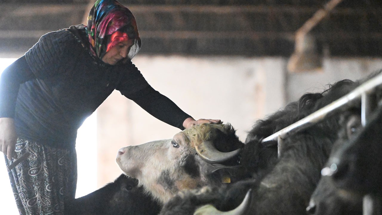 Kendi ihtiyacı için başladı, devlet desteğiyle çiftlik sahibi oldu!