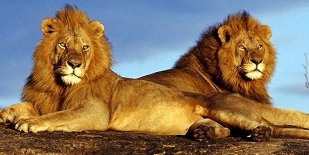 Kendi türünü öldüren dünyanın en tehlikeli canlıları