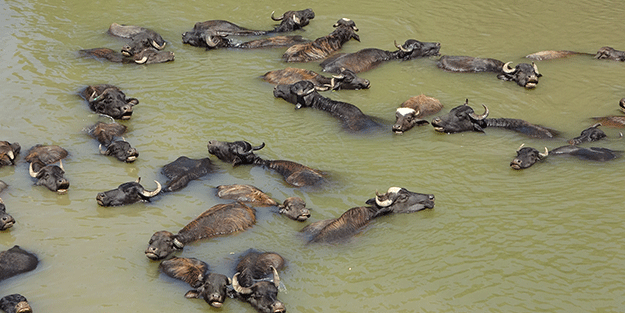 Kendilerini balık sanıyorlar! Türkiye’de Afrika’yı aratmayan görüntüler