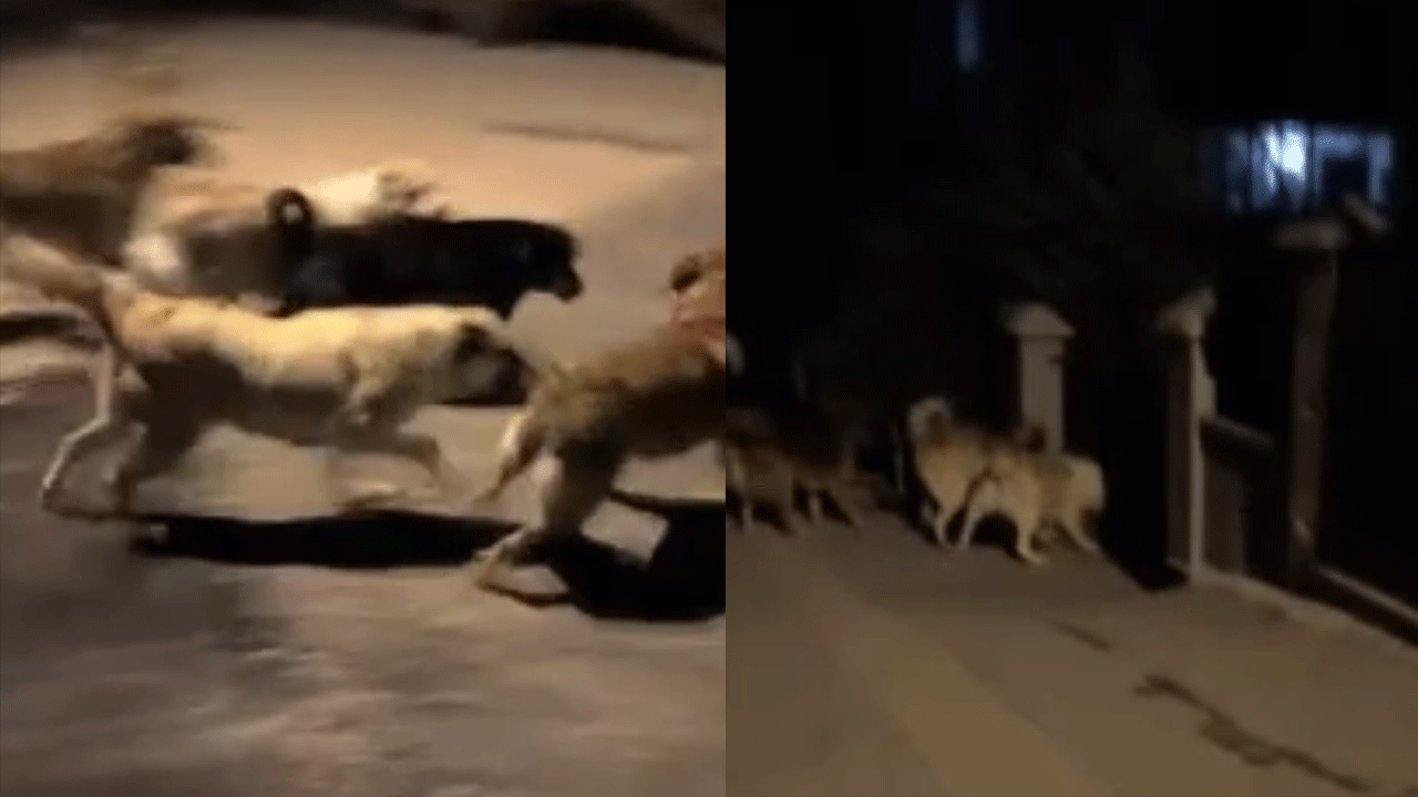 Kendilerini yiyorlar insanları da yiyecek bunlar