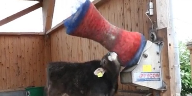 Kendine kese atan inek