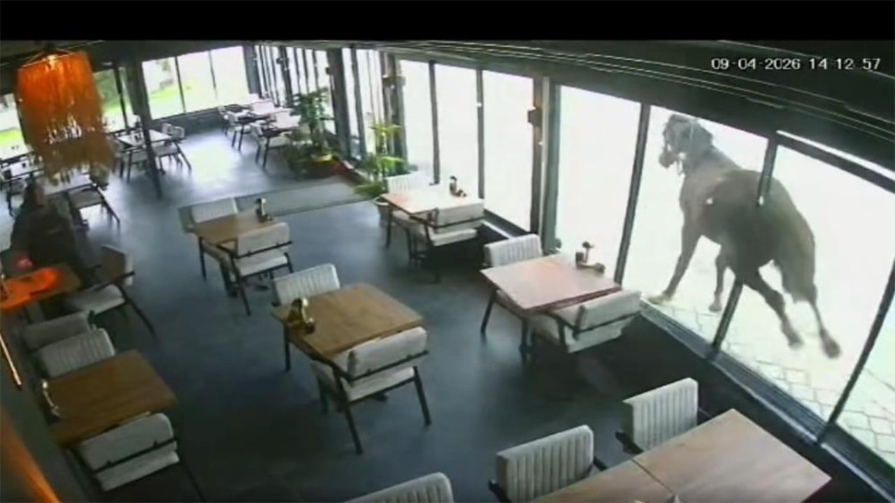 Kendini ‘kaçak kurbanlık’ sanan yılkı atı kafeyi birbirine kattı