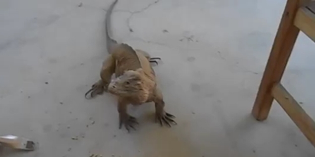 Kendini köpek sanan kertenkele - VIDEO